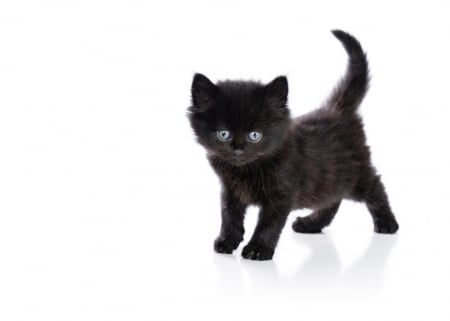 Black Kitten