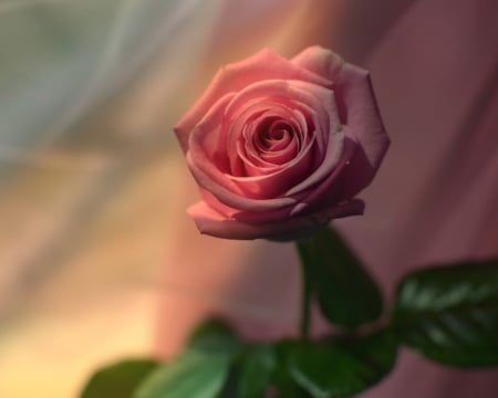 Soft Rose