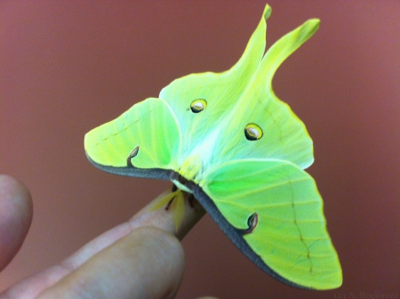 luna moth - green, finger, stands, yellow