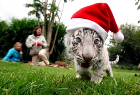 Tiger - paws, face, pretty, cute, animals, beauty, beautiful, sweet, cat, sleeping, kitty, cats, kitten, hat, lovely, cat face