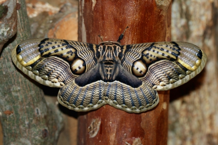 Indian moth - camouflage, display, detailed, patterns