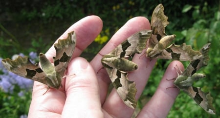 lime hawk moths - land, hand, which, on