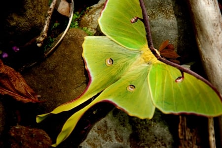 Arkansas luna moth - shine, silky, two, tails