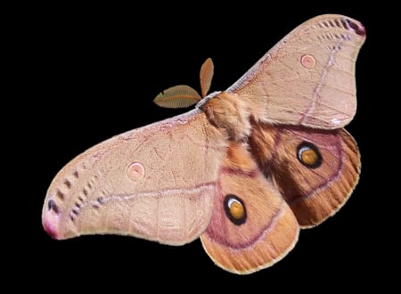 emperor moth - wings, pink, on, eyes