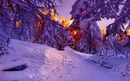 Winter - sky, trees, photography, sun, wonderful, cold, tree, ice, snowflake, winter, snowflakes, lovely, nature, snow, beautiful, splendor, photo