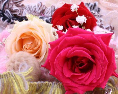 Beautiful rose - flowers, roses, bloom, pretty