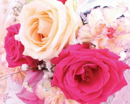 Beautiful rose - flowers, roses, bloom, pretty