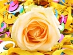 Beautiful rose