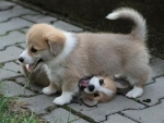 corgi puppy