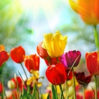 Colourful tulips