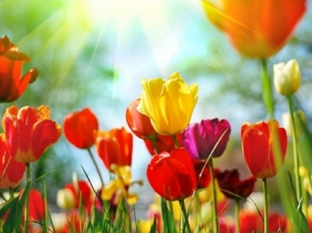 Colourful tulips - tulips, flowers, colours, colourful