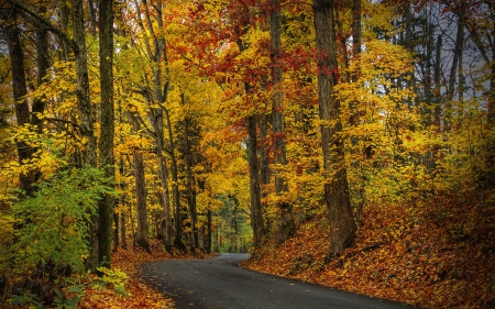 *** Forest autumn *** - nature, autumn, forest, trees