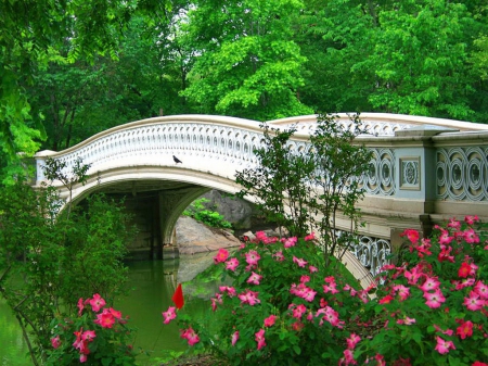 Central park-Bow bridge in spring - pretty, America, spring, reflection, flowers, emerald, New York, greenery, branches, trees, beautiful, lovely, central park, river, nature, green, bow bridge, bridge