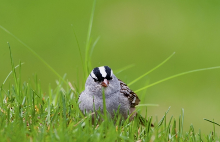 *** Bird *** - animal, animals, bird, birds