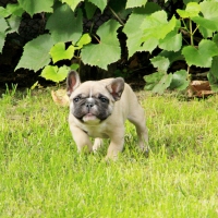 *** Dog in the backyard ***