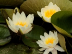 *** Water lilies ***