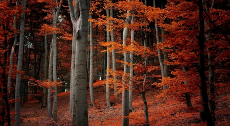 *** Red forest *** - nature, autumn, forest, trees