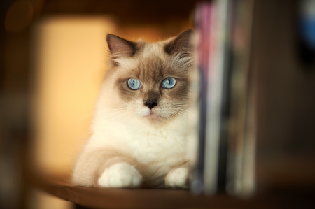 *** Blue-eyed cat *** - cats, animal, animals, cat