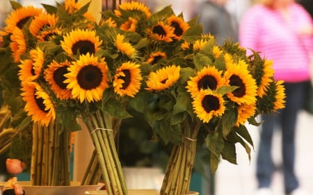 *** Sunflowers *** - flowers, sunflowers, flower, nature