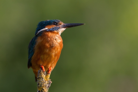 *** Kingfisher *** - animal, animals, kingfisher, bird