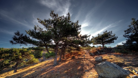 forest shadows on hillside hdr - hill, sunshine, forest, shadows, hdr, rocks