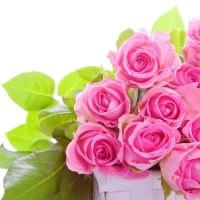 * Pink roses *