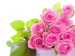 * Pink roses *