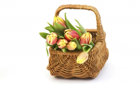 * Tulips * - flowers, basket, tulips, soft, spring