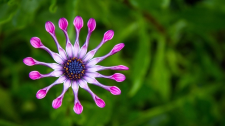 Flower - beautiful, white, flower, purple