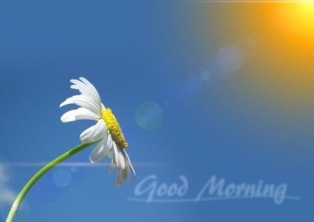 Good Morning! - nature, good morning, flower, sun