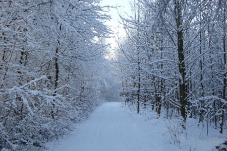 Winter! - trees, winter, forest, nature