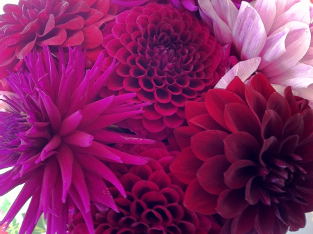 Dahlia - flowers, Dahlia, nature, flower, dahlias