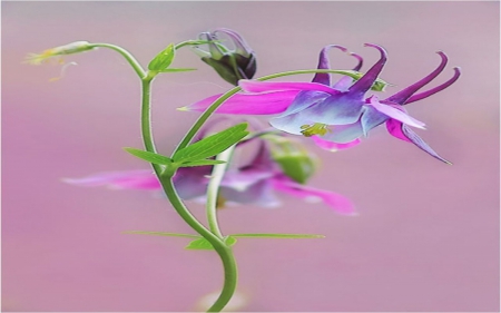 Pink Beauty - flowers, nature, soft, beauty, pink