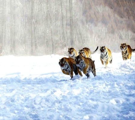 tigers in snow - tigers in snow, art big cats, digital, art, wallpaper