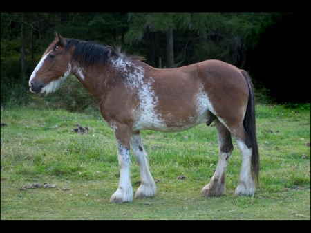 Clydesdale - war, horse, desktop, appaloosa, animal, horses, art, wallpaper, Clydesdale