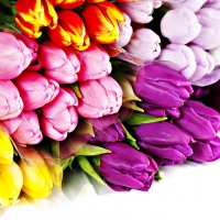 Tulips