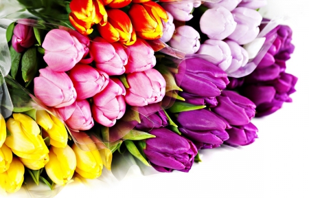 Tulips - flowers, colourful, colours, tulips