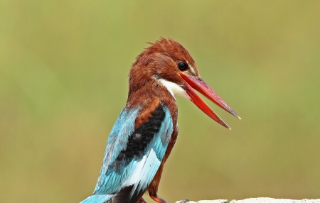 * Kingfisher * - animal, animals, bird, birds