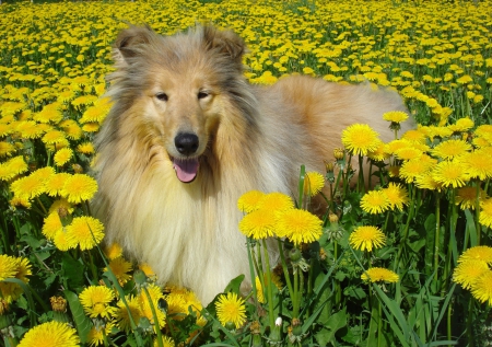 *** Dog on the meadow *** - dog, animal, dogs, animals