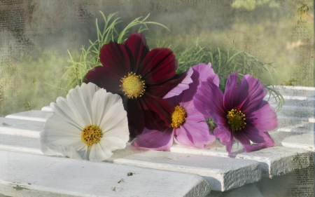 *** Colorful cosmea ***