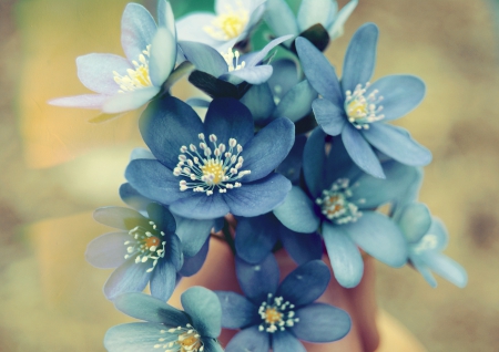 *** Blue and beautiful *** - flowers, flower, nature, beautiful