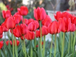 *** Red tulips ***