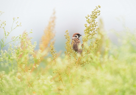 *** Bird *** - animal, animals, bird, birds