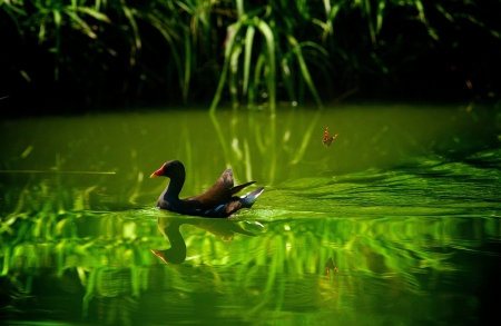 *** Wild duck  *** - animal, ducks, animals, bird