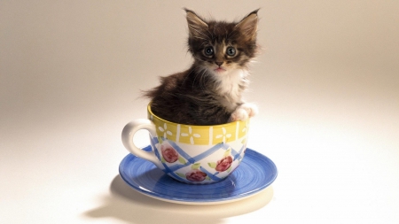 kitten - a, in, pose, cup