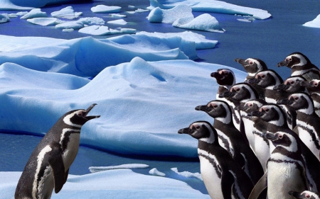 *** Penguins *** - animal, animals, nature, birds