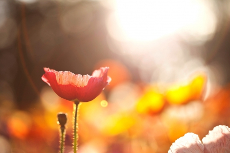 *** Red and yellow *** - red, flower, flowers, yellow, and, nature