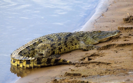 *** Crocodile *** - animal, water, crocodile, anim als