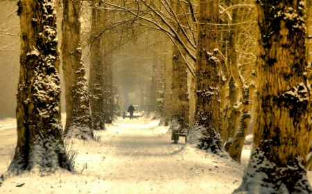 Alone - path, trees, nature, man