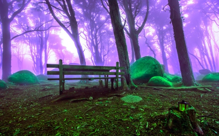 Foggy day - nature, forests, fog, tree, bench